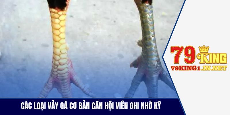 Các loại vảy gà cơ bản cần hội viên ghi nhớ kỹ