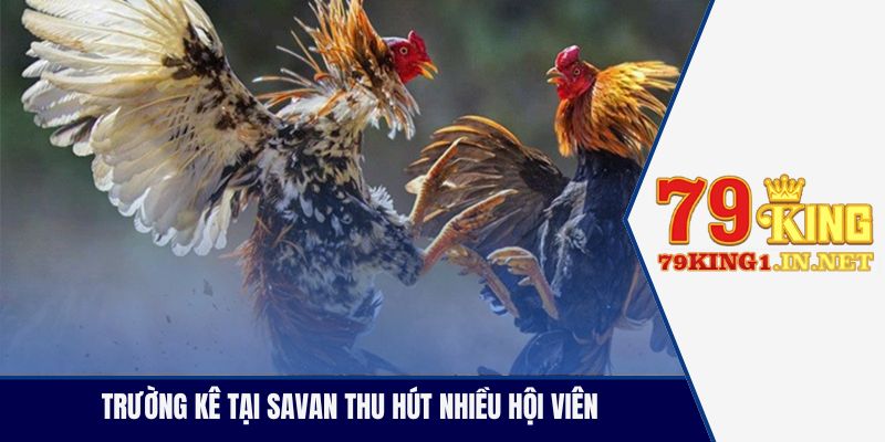 Trường Gà Hợp Pháp Nổi Tiếng Thu Hút Hội Viên Tham Gia Trường kê tại Savan thu hút nhiều hội viên