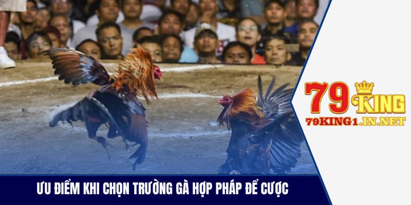 Trường Gà Hợp Pháp Nổi Tiếng Thu Hút Hội Viên Tham Gia Ưu điểm khi chọn trường gà hợp pháp để cược